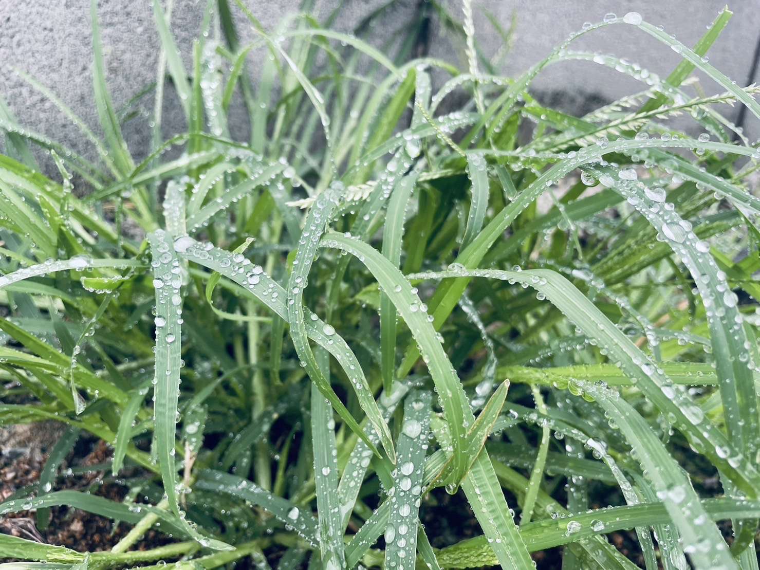 大雨の対策は万全ですか？/屋根・外壁塗装は美装柳屋へお任せください